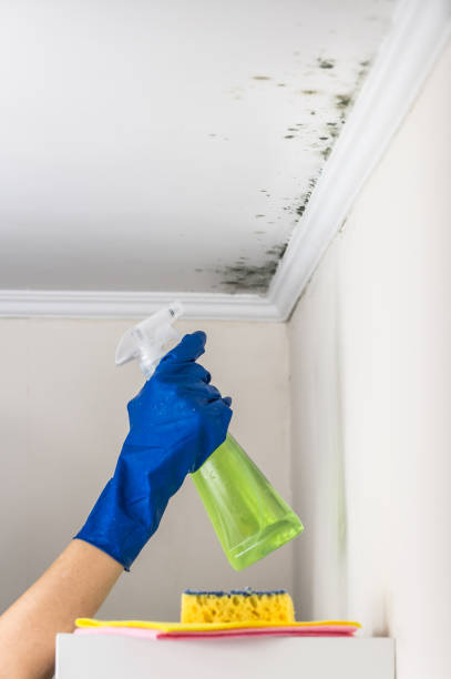 Best Mold Remediation for Healthcare Facilities  in Grosse Pointe, MI